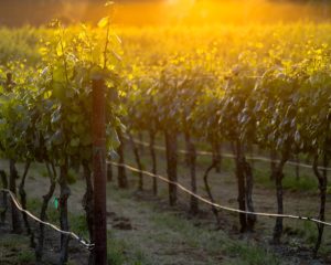 A Great Galena Winery Tour for 2020